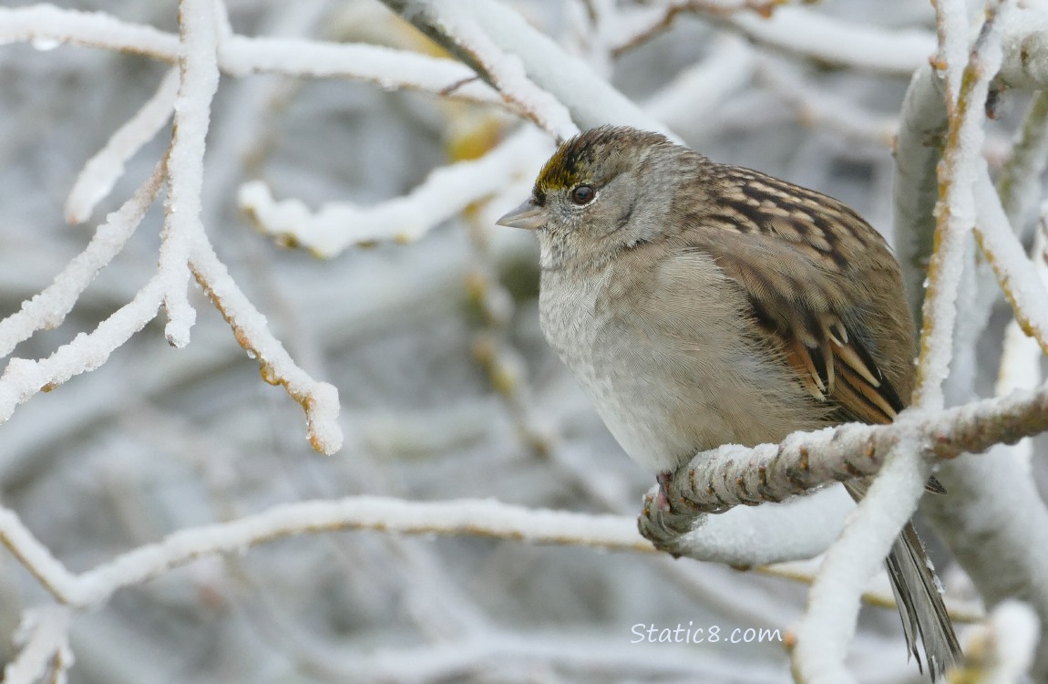 Sparrow standing on a icey twig