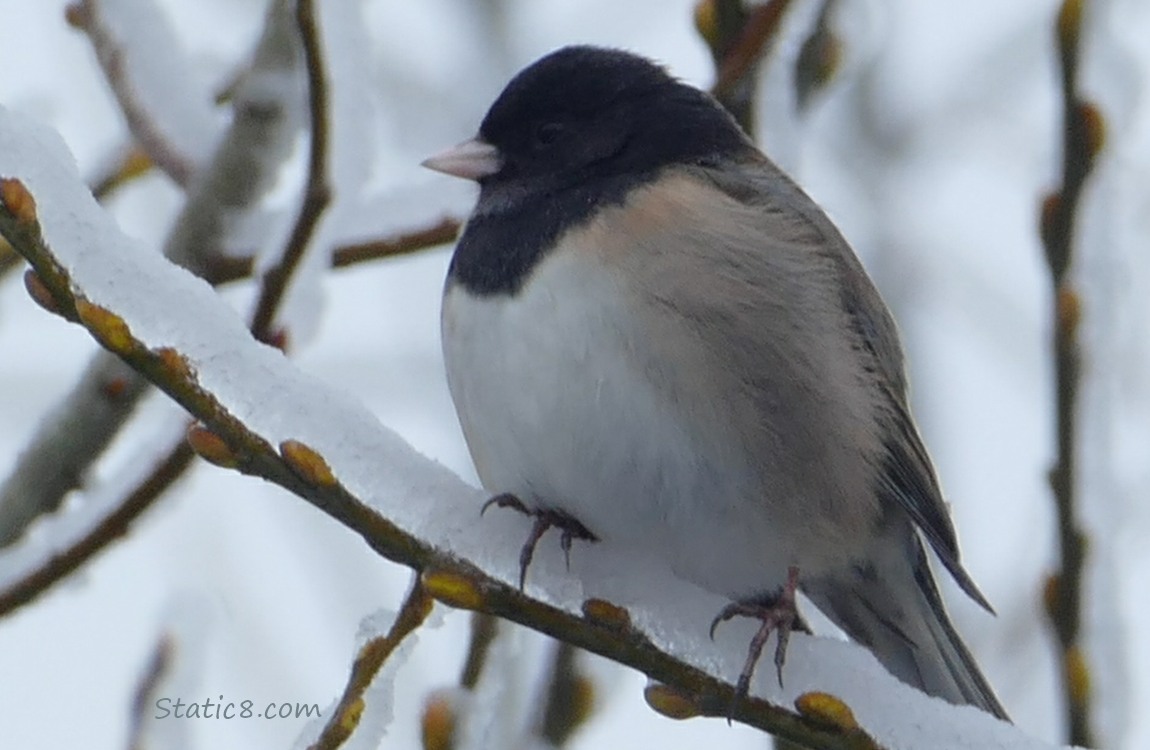 Junco standing on an icy twig