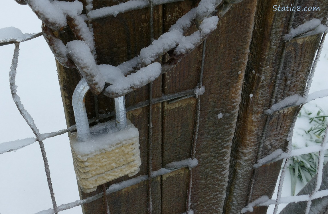 Lock and chain on a wood gate, covered in thick ice