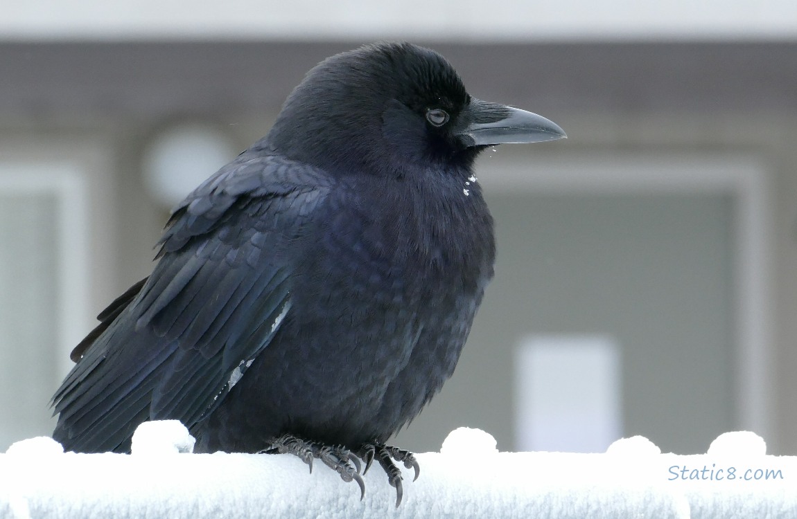 Crow on an icy fence
