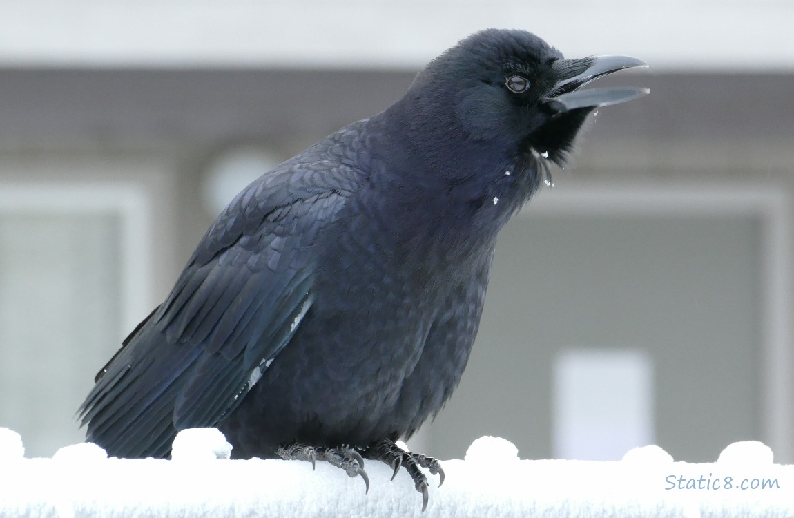Crow on an icy fence, cawing