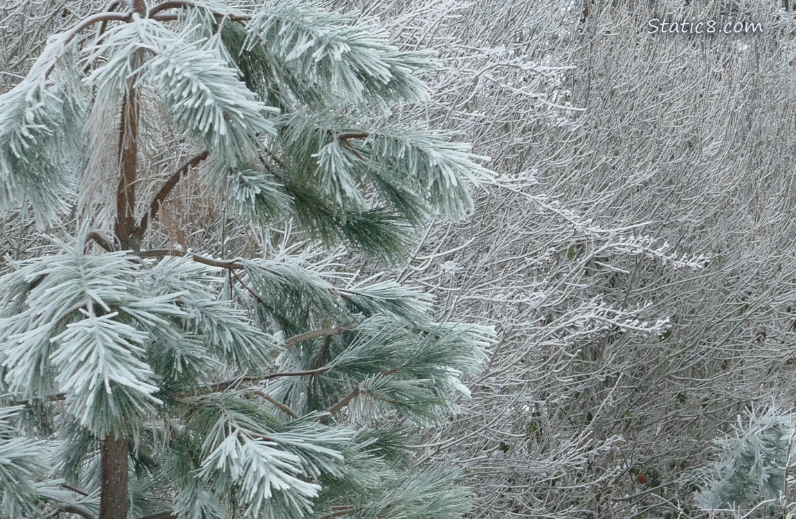 close up of icy trees
