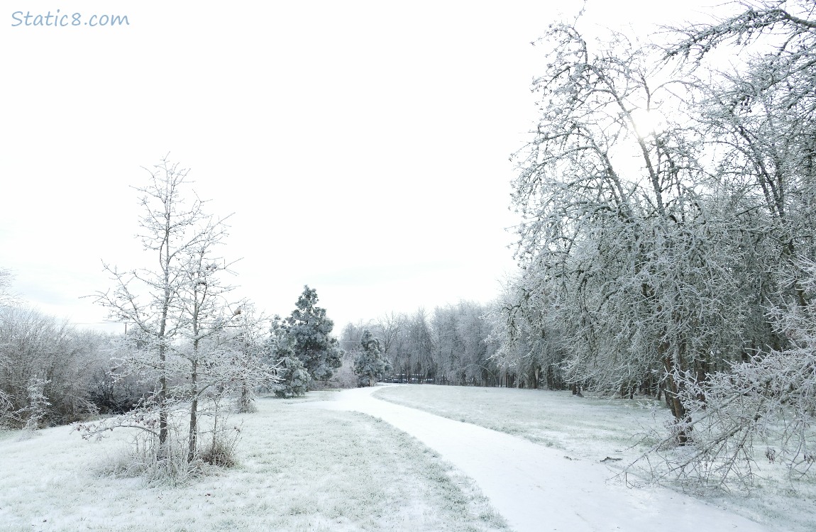 Icy trees along the bike path