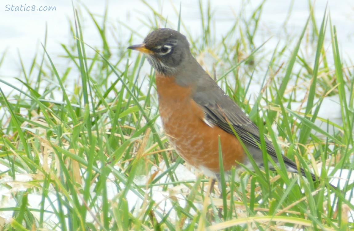 American Robin standing in the grass, surrounded by snow