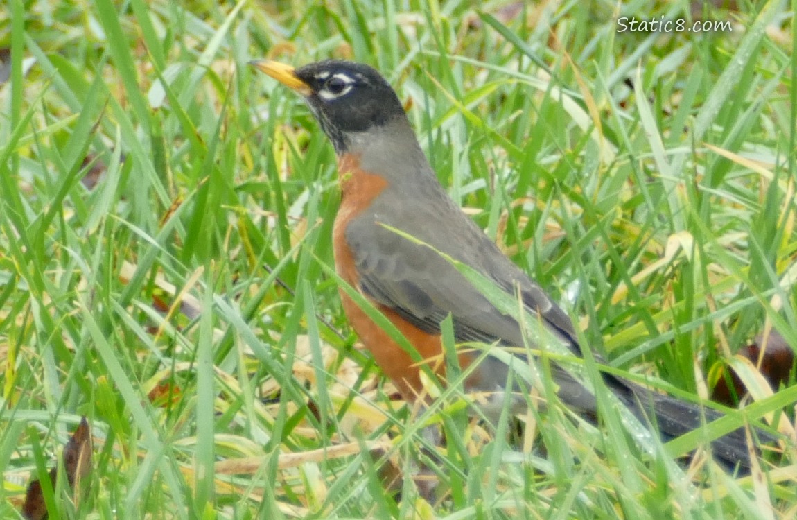 American Robin standing in the grass