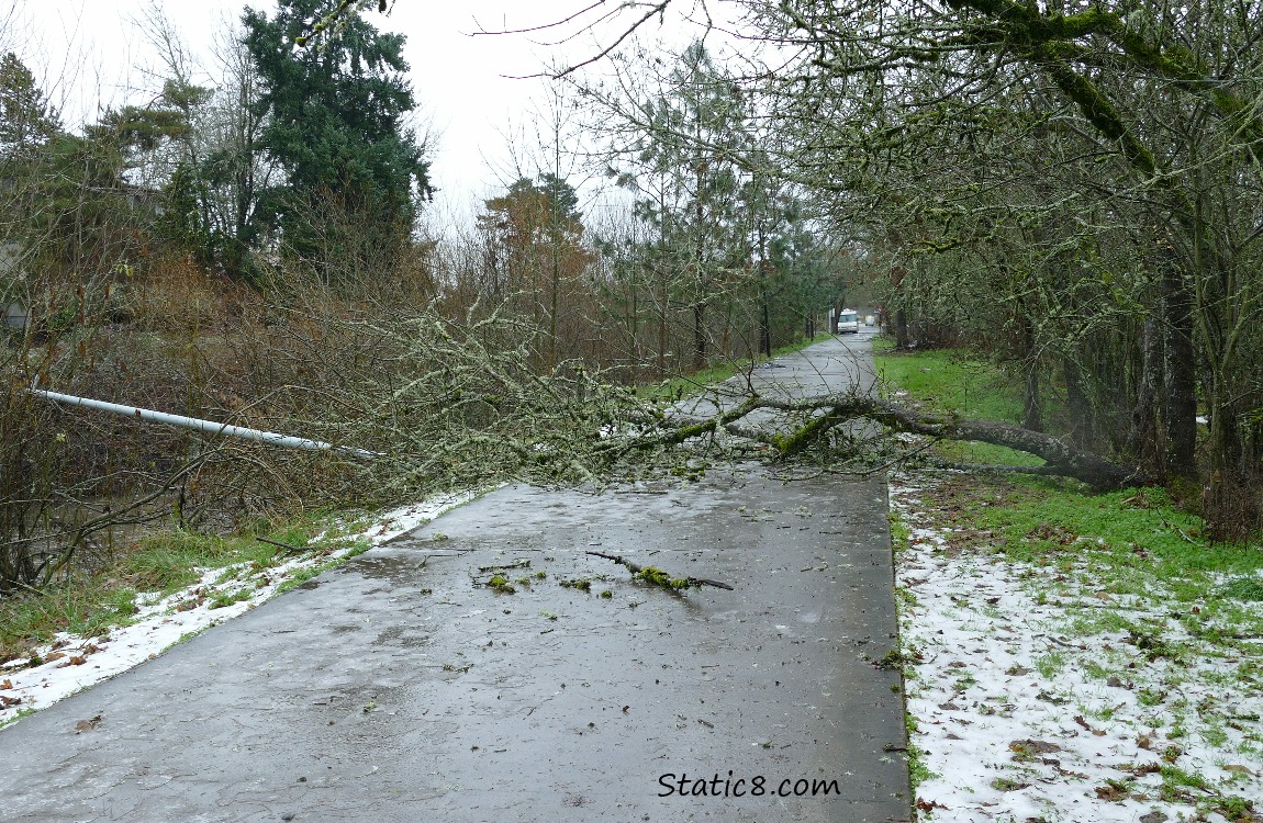 Tree down across the bike path