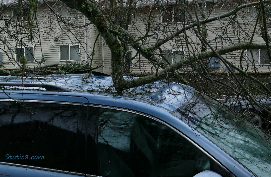 Branch on the roof of a blue suv, the roof dented