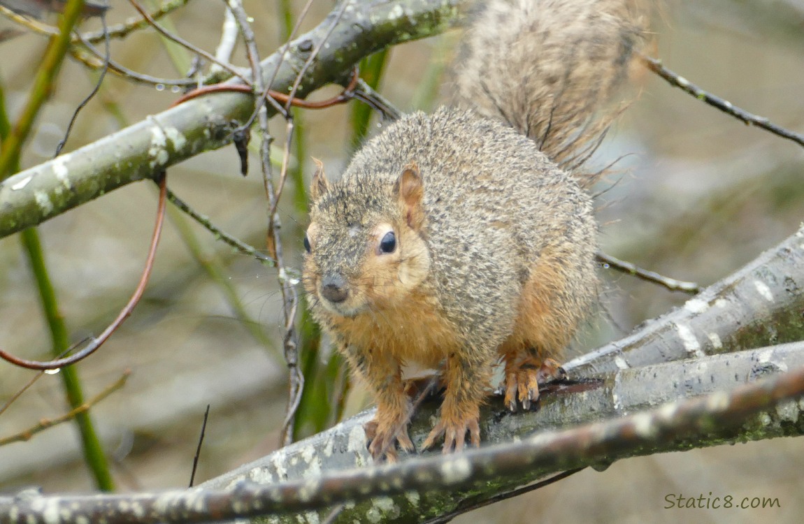 Squirrel standing on a branch