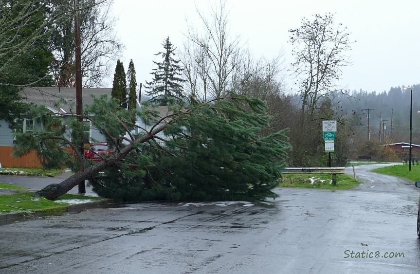 Pine Tree down, across half the street