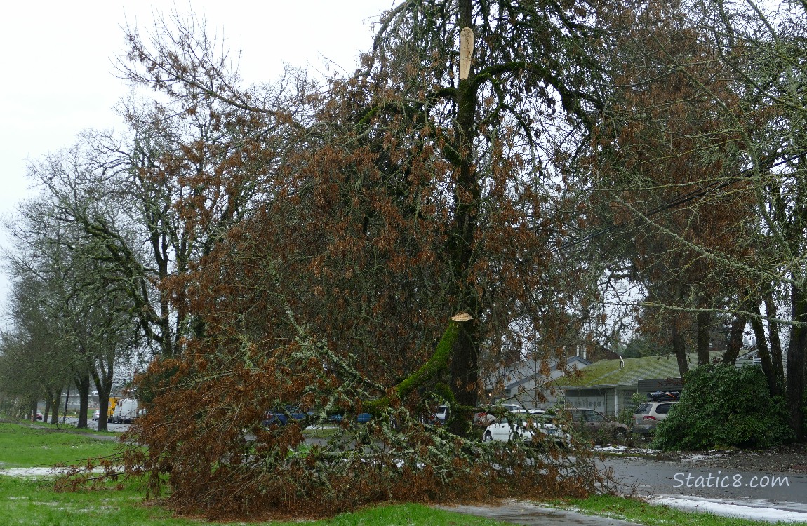 Tree with a branch down across the sidewalk