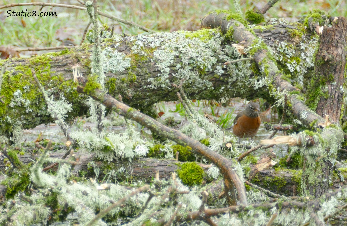 American Robin standing under a downed tree, surrounded by mossy, downed sticks