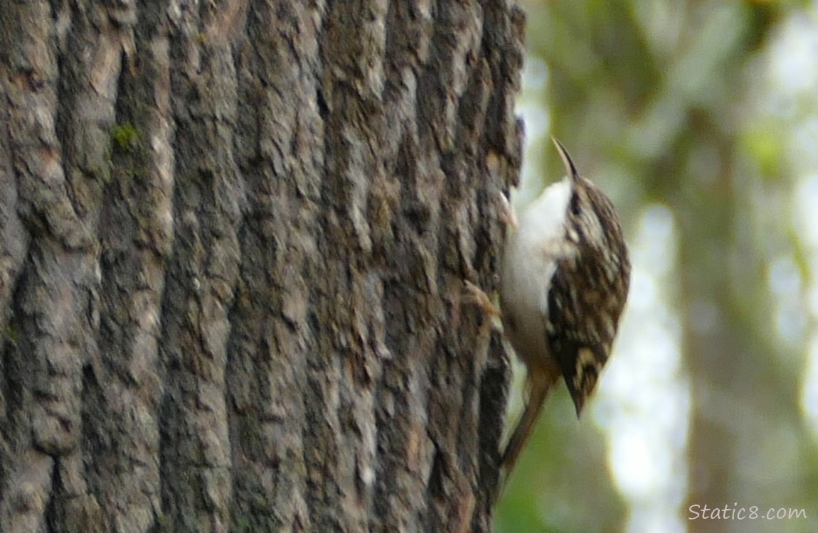 Blurry Brown Creeper, standing on the side of a tree trunk