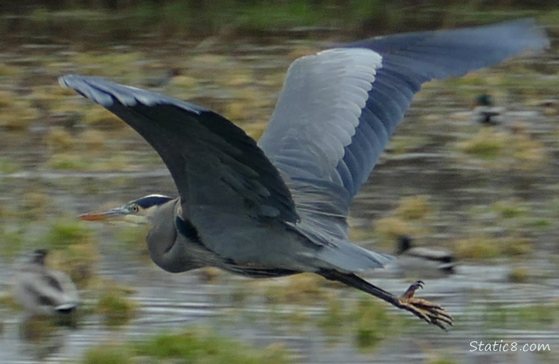 Great Blue Heron flying