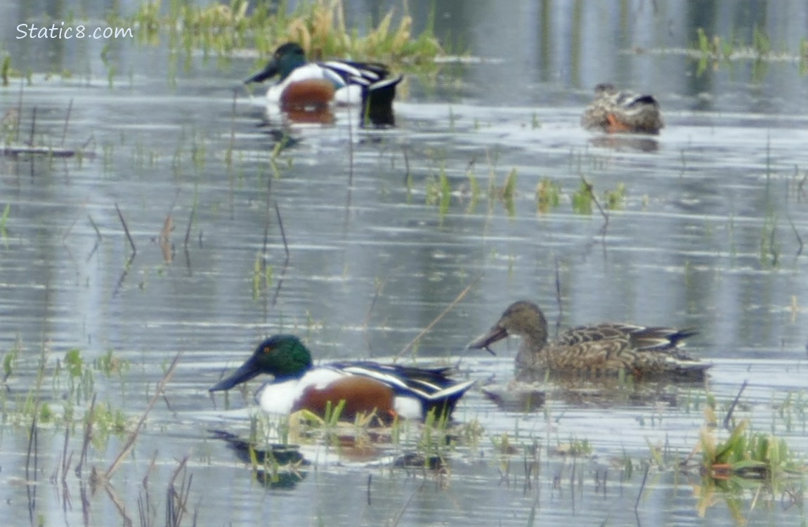 Two pairs of Northern Shovelers, paddling on the water