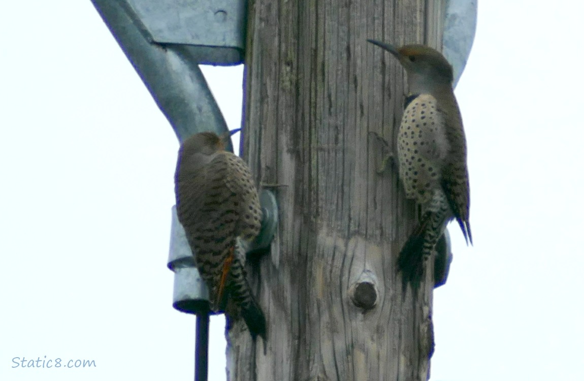 Two female Northern Flickers standing on a telephone pole