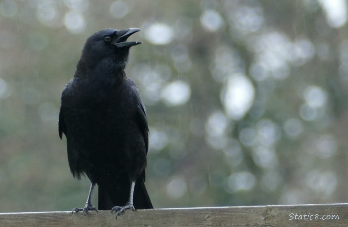 American Crow standing on a wood fence, cawing