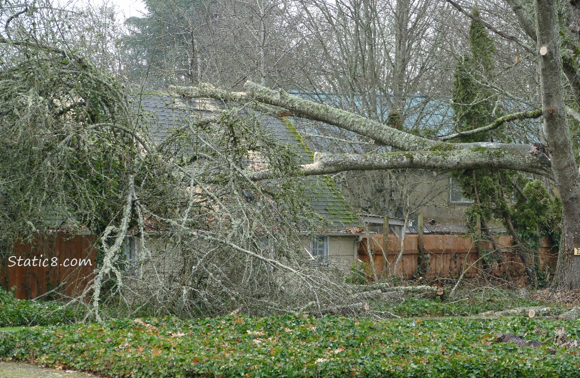 Large tree limb resting against the roof of a house