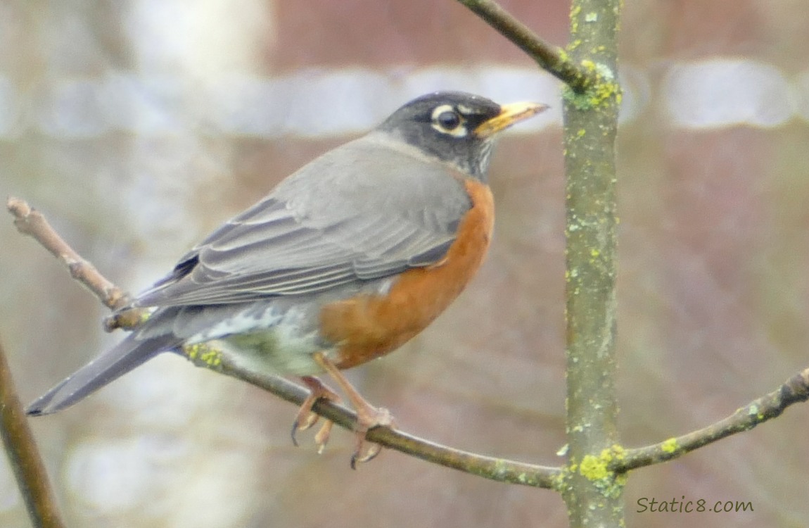 American Robin standing on a twig