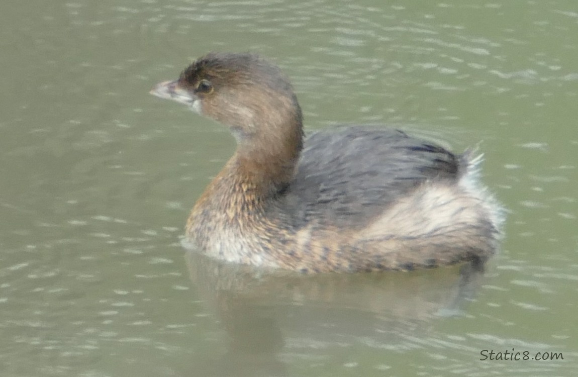 Pied Bill Grebe paddling on the water