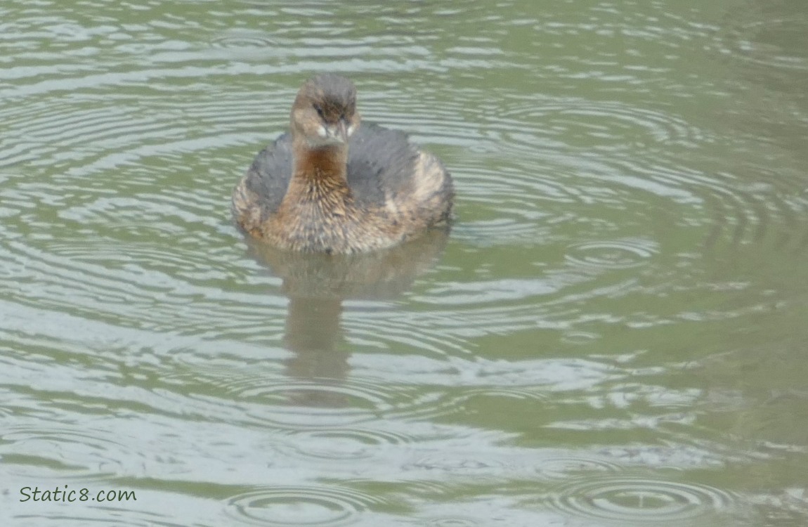 Pied Bill Grebe paddling on the water with raindrops