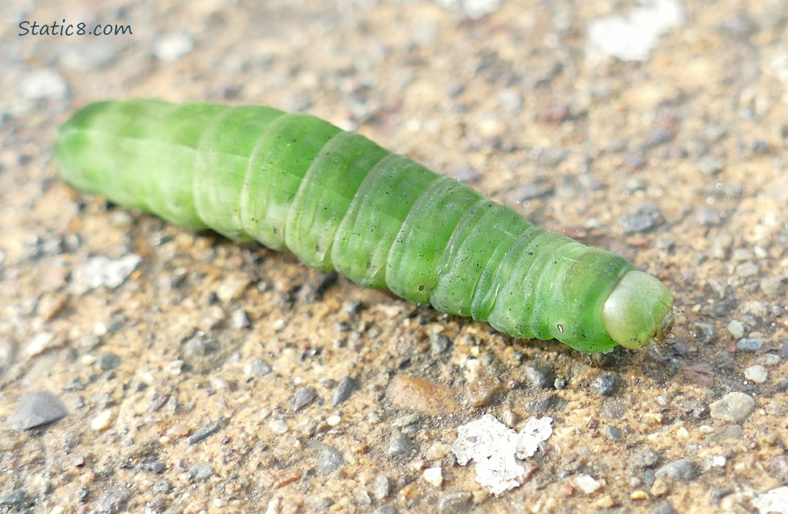 Bright green Caterpillar, walking on the sidewalk