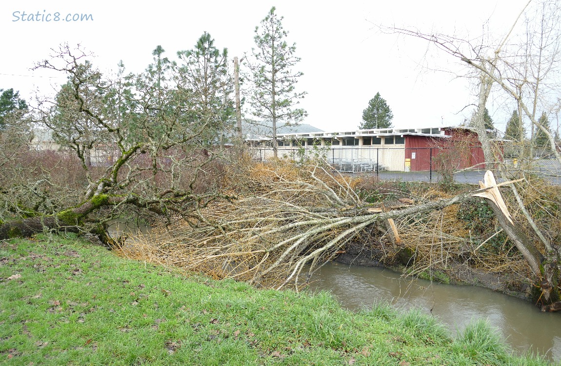 Tree branched down across the creek