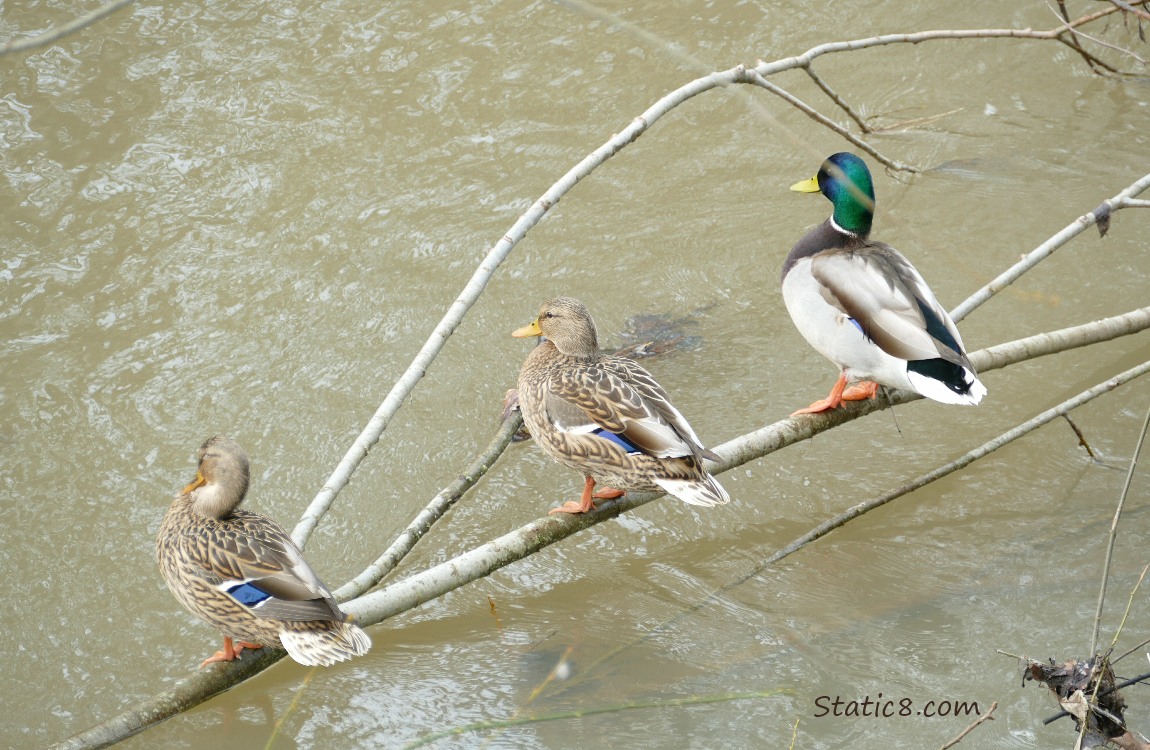 three mallards standing on a still, just above the creek water