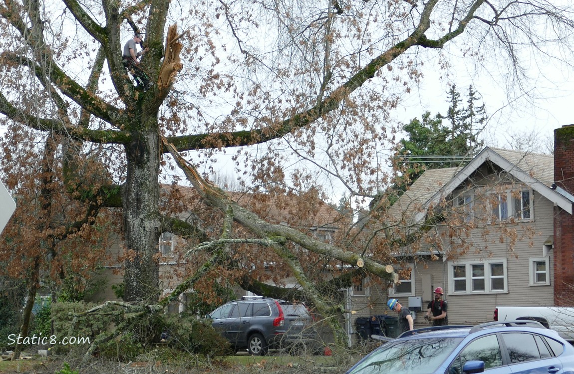 Men working on a large tree with a limb down
