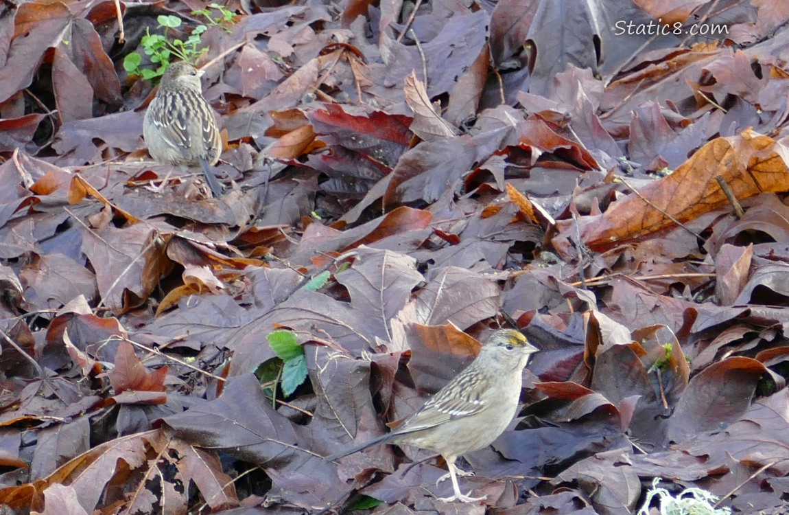 Two Golden Crown Sparrows standing on the ground in the leaf litter