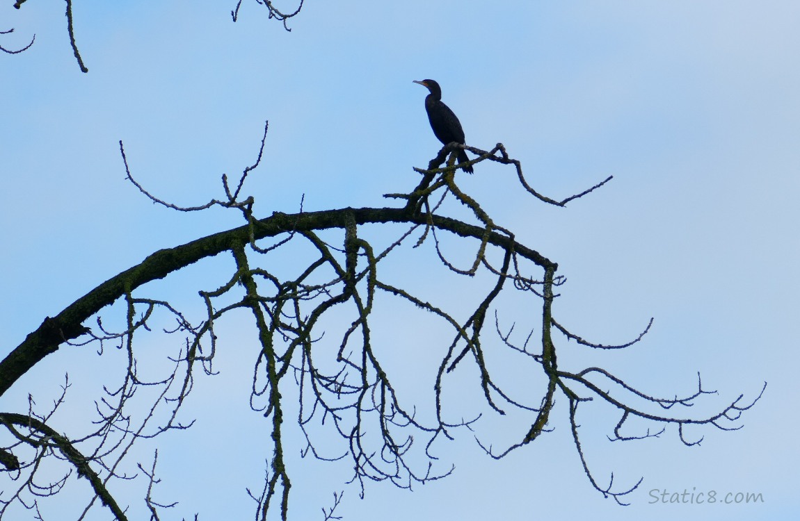 Silhouette of a Cormorant standing in a winter bare tree