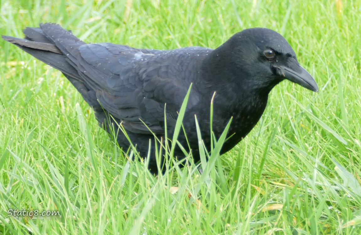 American Crow standing in the grass