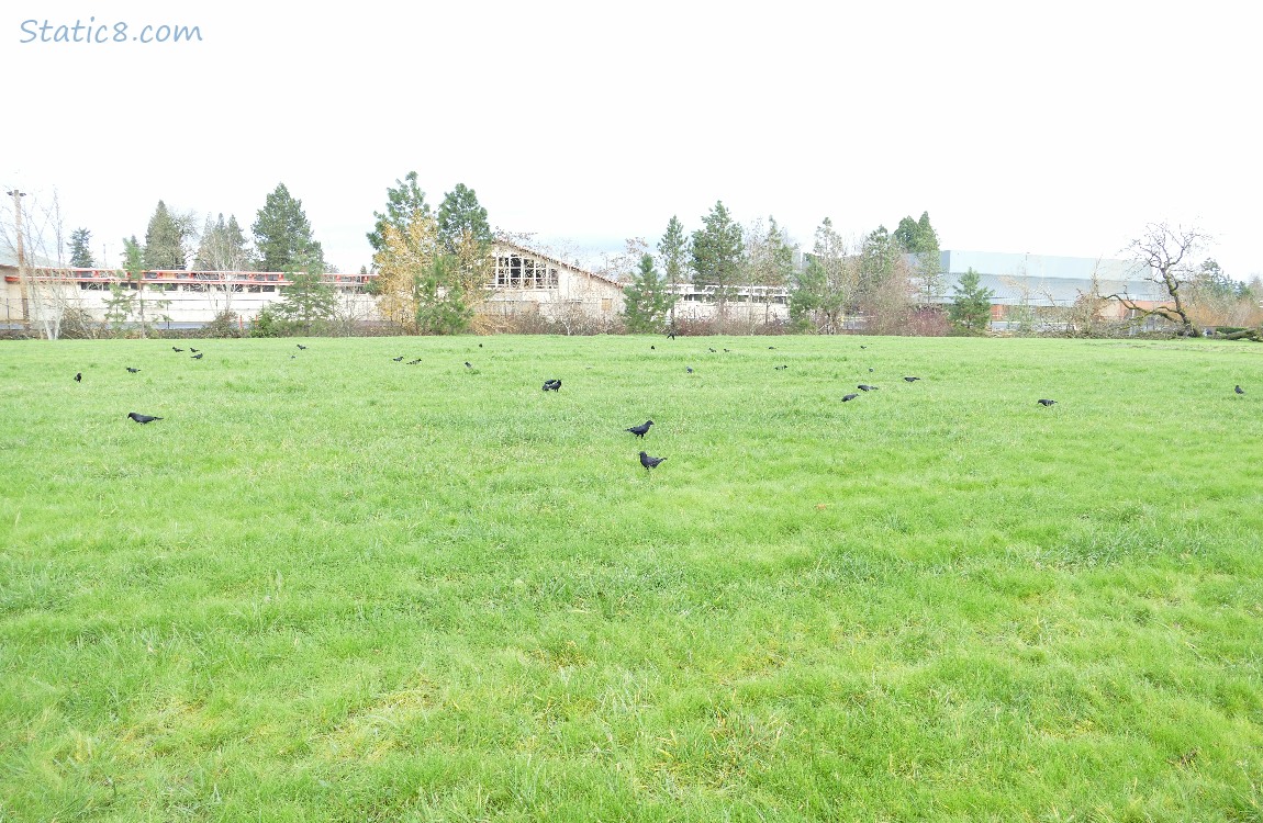 A couple dozen or so American Crows in a grassy field