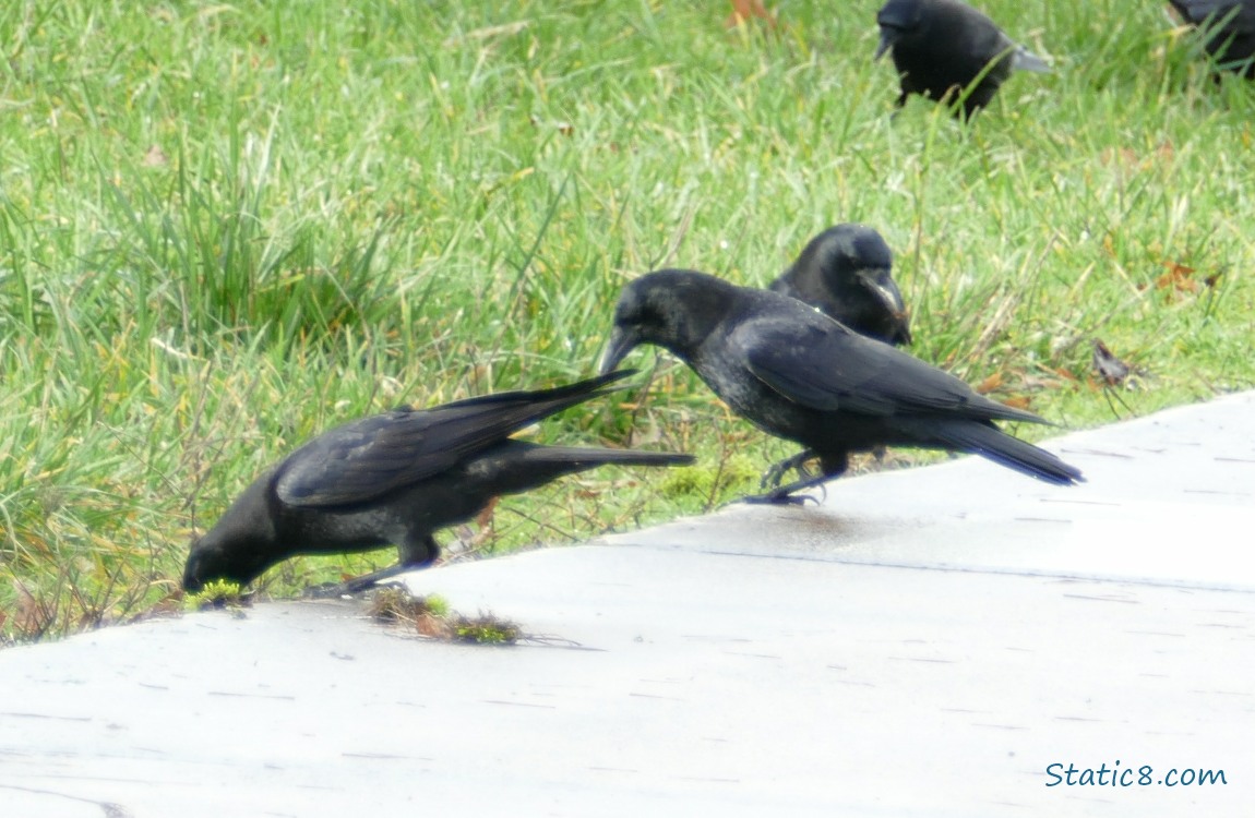 Crows on the path and in the grass.  One is holding up her leg.