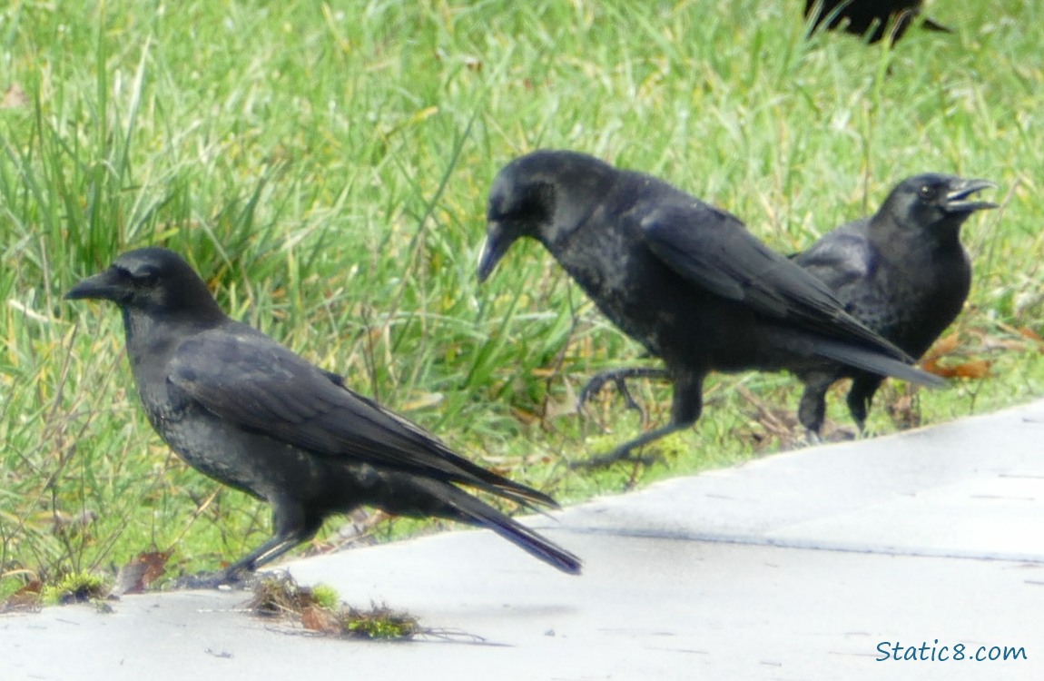 Crows standing at the edge of the path, one is hopping on one leg