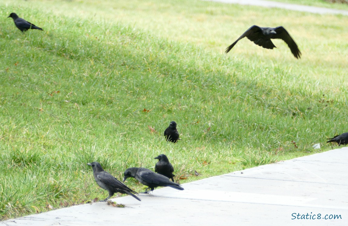 Crows standing at the edge of the path, one flies in