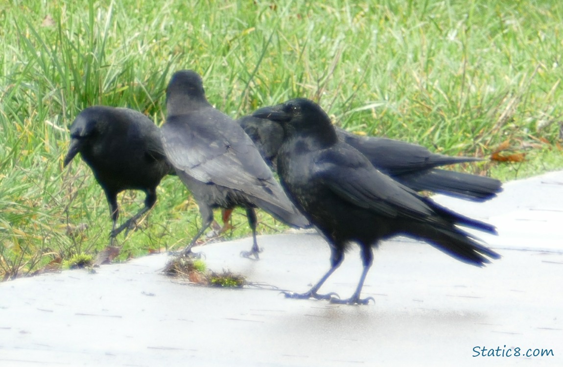 Crows standing at the edge of the path