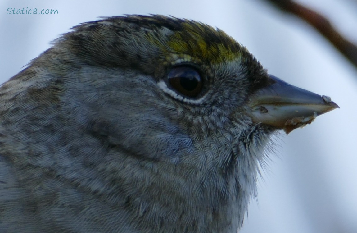 Face of the Golden Crown Sparrow