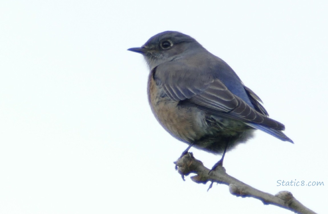 Western Bluebird standing at the end of a twig, grey sky in the background