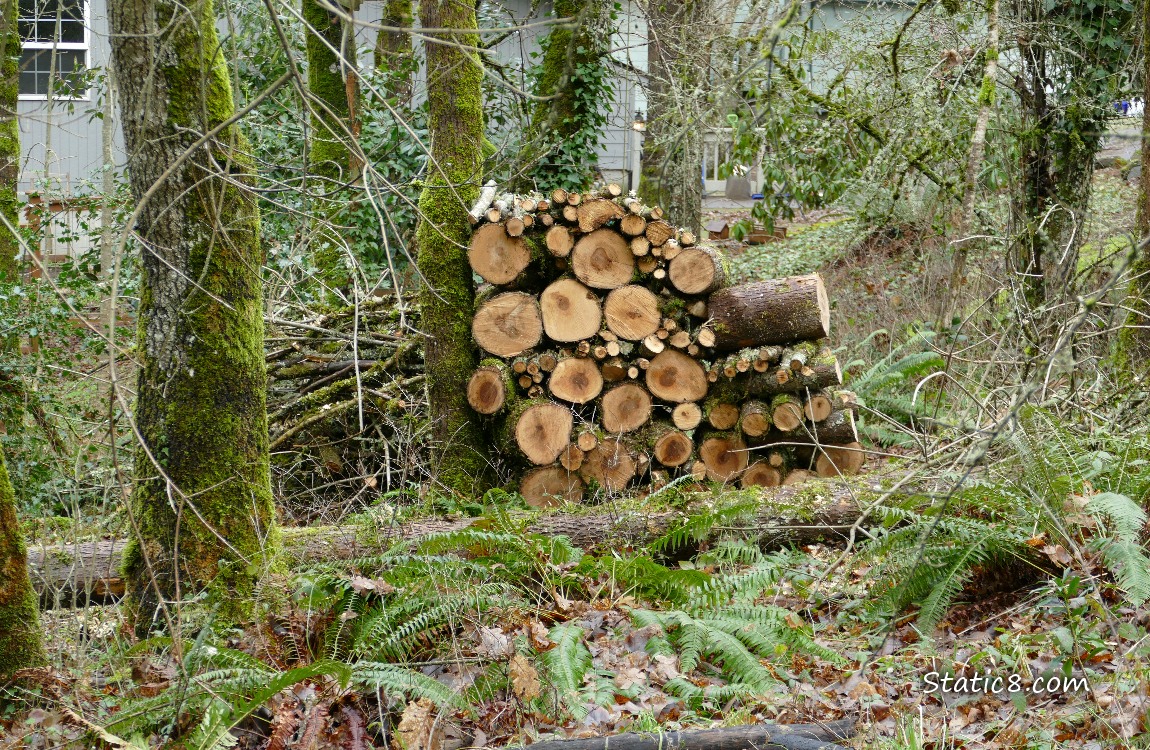 Logs and cut branches neatly stacked to dry as fire wood