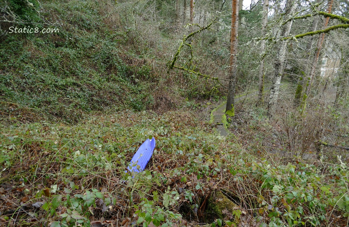 Plastic, purple sled in the weeds, down the hill
