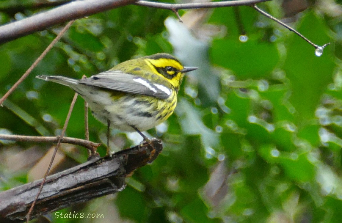 Townsend Warbler standing on a twig