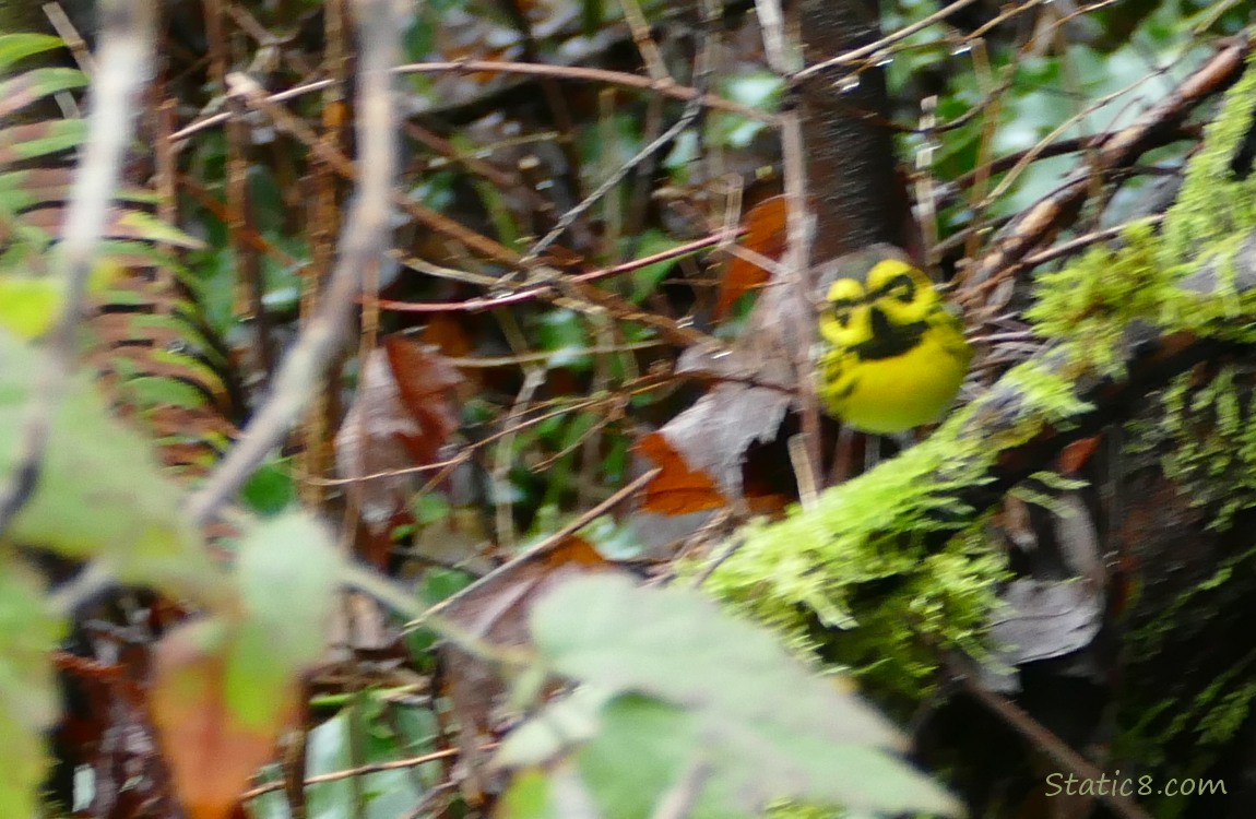 Very Blurry, bright yellow Townsend Warbler