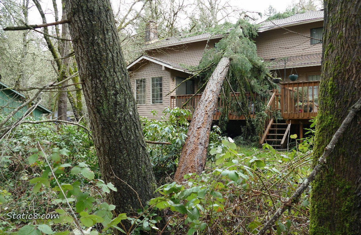 Tree down against a house