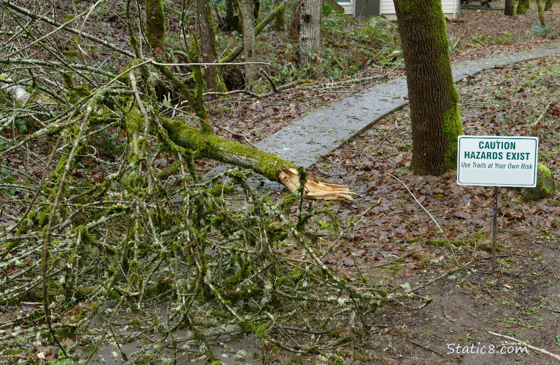 Large branch down across the path with a nearby sign *Caution Hazards Exist*