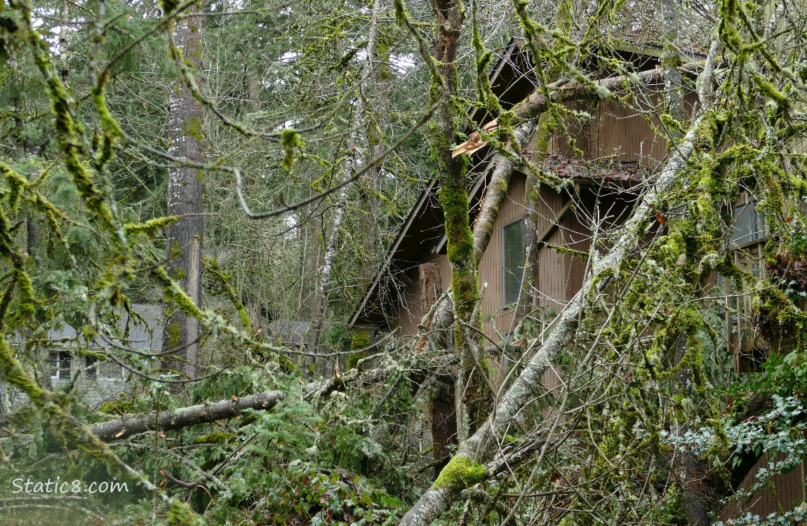 Trees down against a house