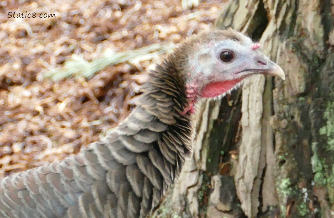 Close up of a Wild Turkey's face