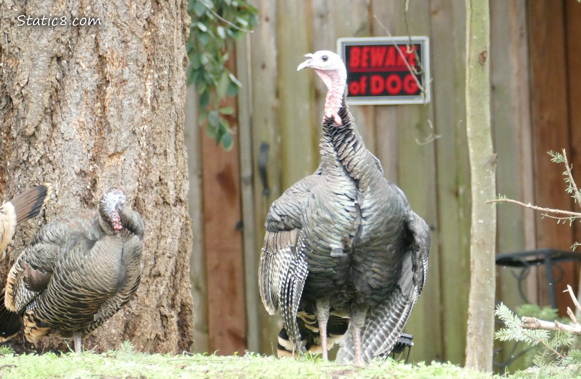 Turkey standing in the grass, in front of a *Beware of Dog* sign