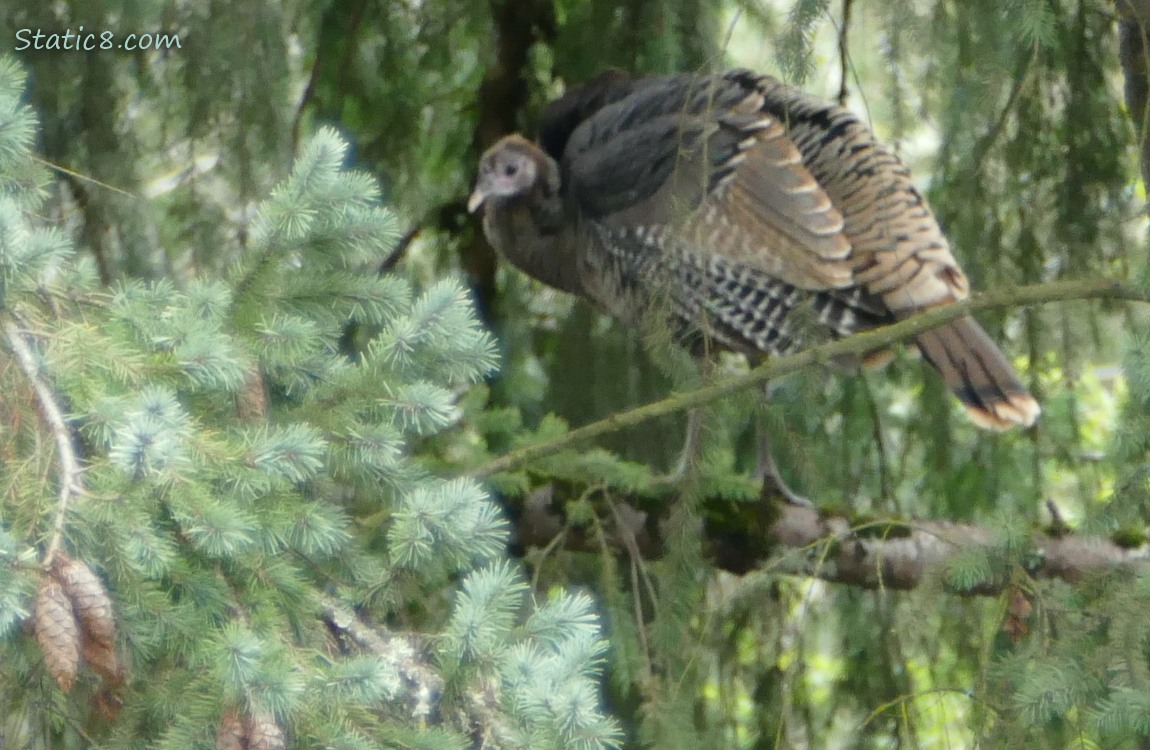 Blurry Wild Turkey up in a tree