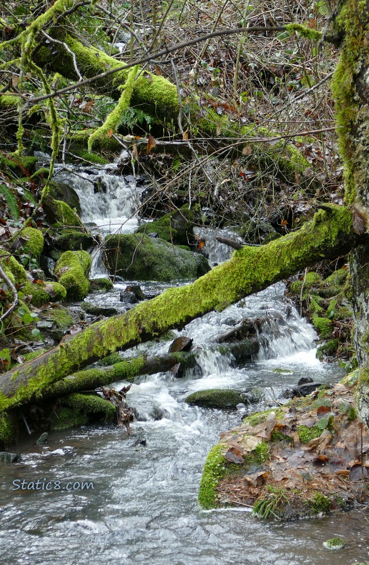 Waterfall with mossy logs