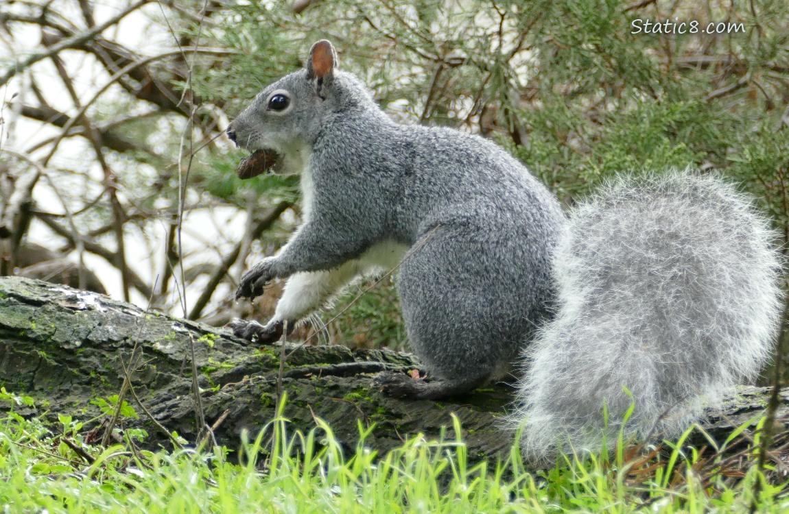 Western Grey Squirrel standing on a log, holding an acorn in his mouth